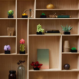 LEGO® Botanicals Succulents