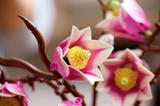LEGO® Magnolia Branches