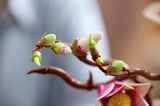 LEGO® Magnolia Branches