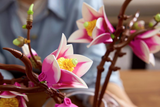 LEGO® Magnolia Branches