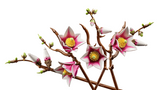 LEGO® Magnolia Branches