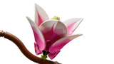 LEGO® Magnolia Branches