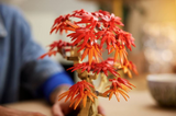 LEGO® Botanicals: Japanese Red Maple Bonsai Tree