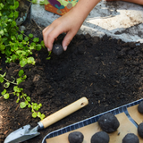 Wildflower Seed Ball Kit